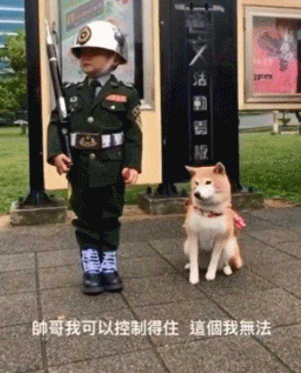 小礼兵突然伸手请吃糖，一旁汪吓一跳歪头仍坚持正坐让路人笑翻