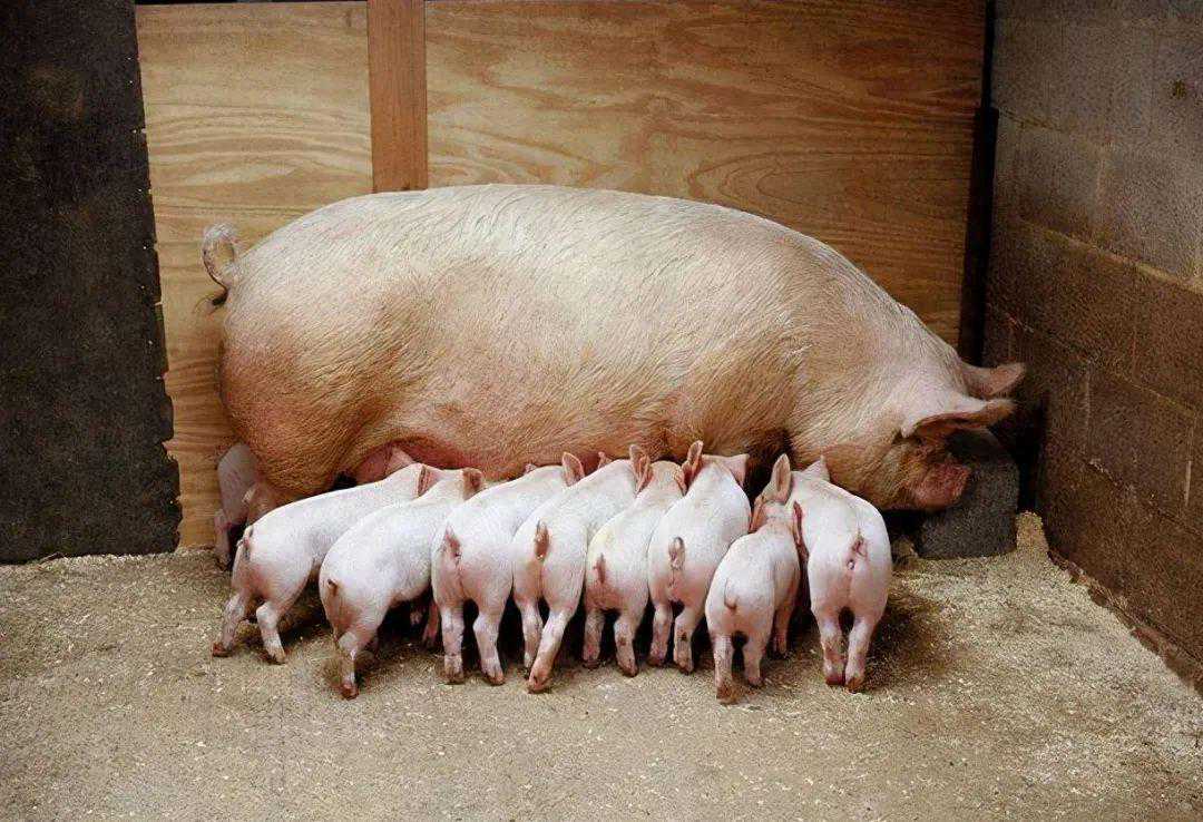 《涉外情报监视法》！美国批了