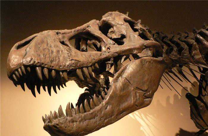 让人闻风丧胆的蝙蝠，祖先到底是谁？科学家发现可怕的化石！