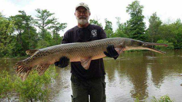 千万网友围观“怪鱼”，鳄雀鳝到底是什么？为什么它是入侵物种？