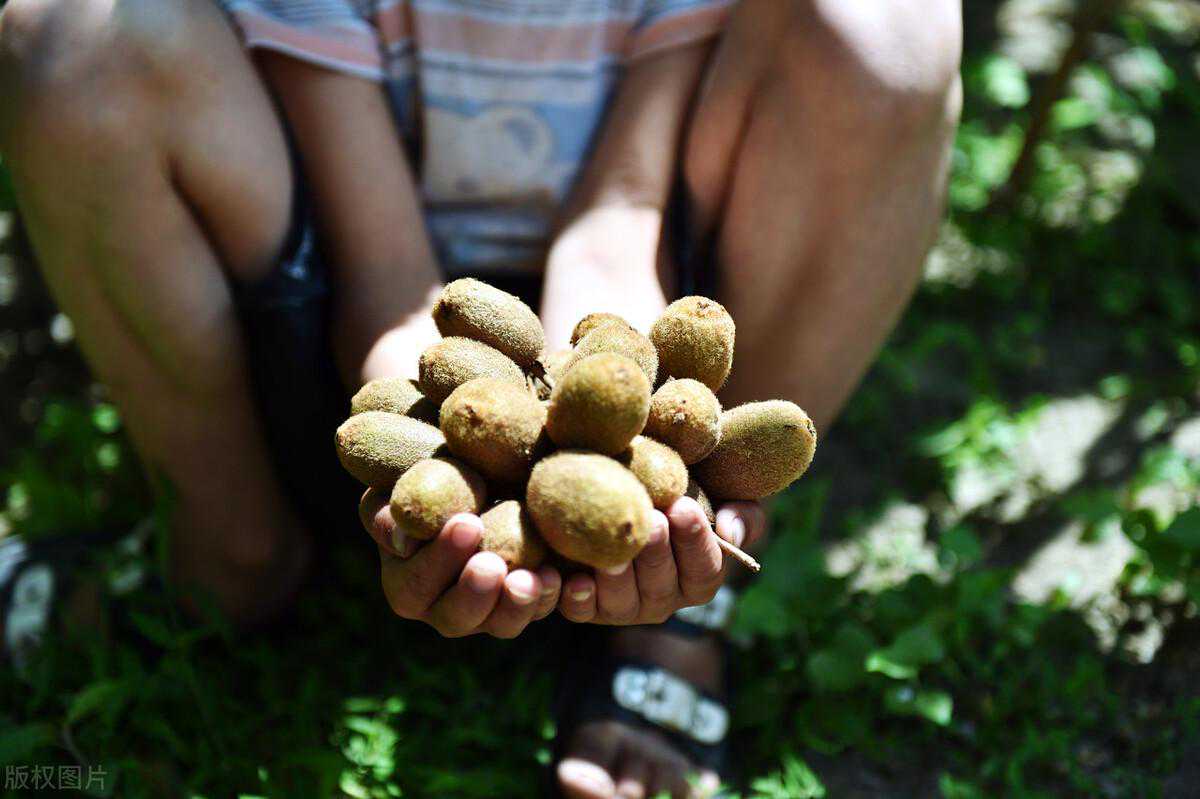 中国猕猴桃，一个产业处境极其尴尬的水果