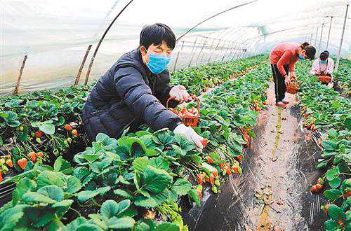 线上线下齐发力，草莓销售不再愁