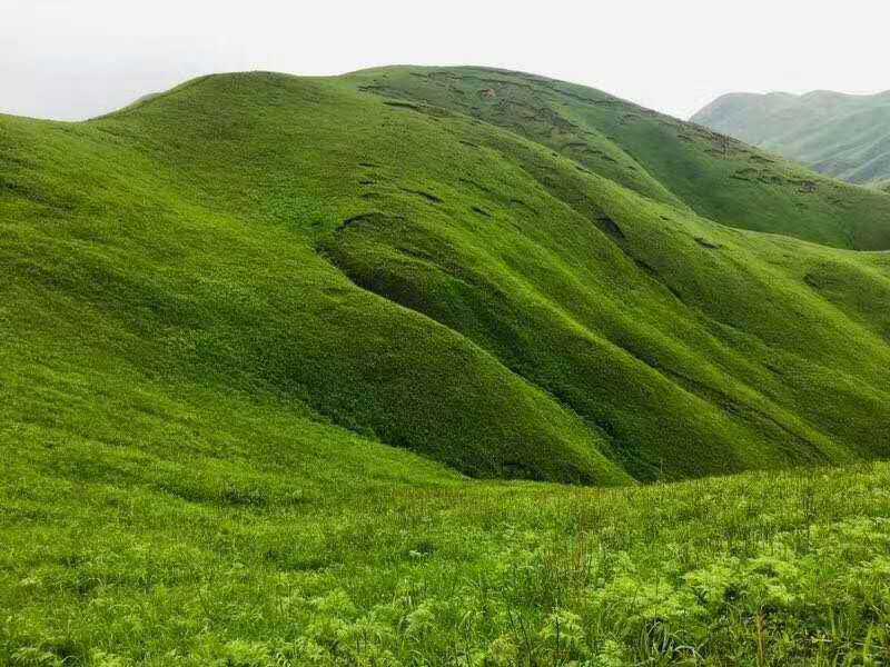 《中医实战笔记》第二章：详谈中药“十八反”“十九畏”的应用