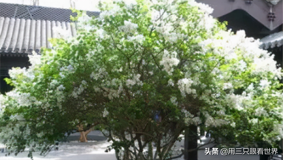 「知青往事」一位出生在香港的北大荒人的回忆录（一）