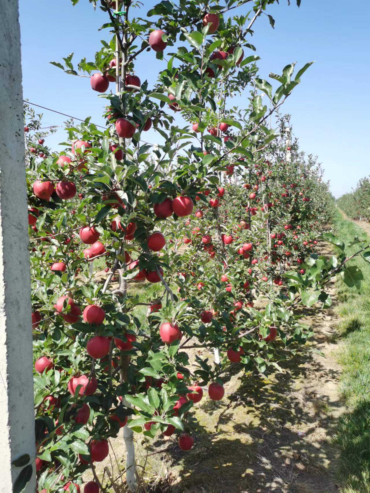 一家值得被尊重和敬仰的农业公司—海升