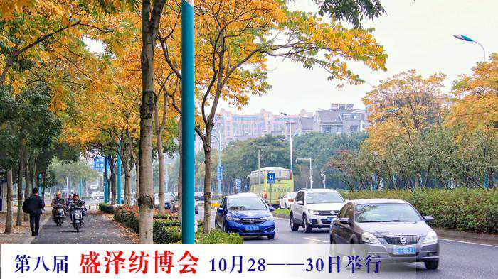 江苏24小时·滚动推送｜张家港：城披“黄金甲”秋景美如画