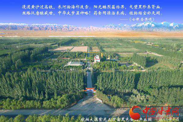 沙产业理论忠实践行者 挑战荒漠的大漠之子——人物特写：治沙模范柴在军和他的大漠紫光