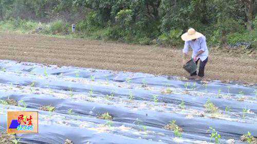 阳西蒲牌：秋种辣椒正其时