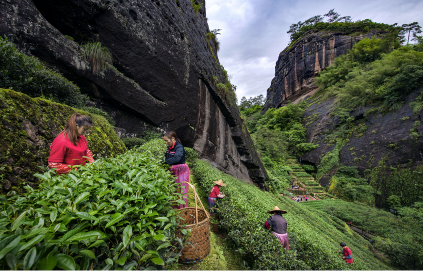 第43项！中国传统制茶技艺申遗成功，继续领跑世界非遗名录