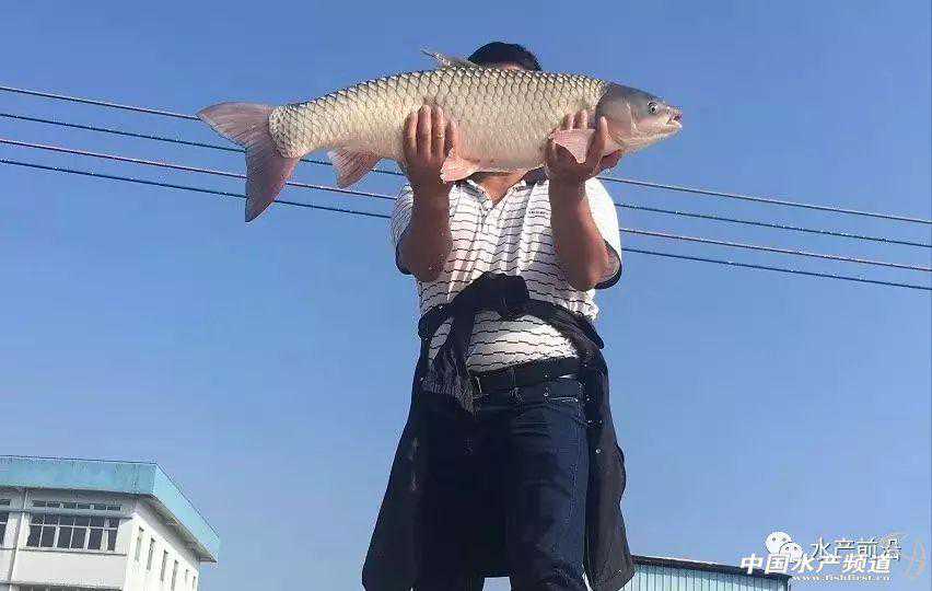 海大、通威、大北农、澳华谁将率先降价？