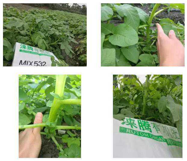 减“肥”反而增收，真的有这样的肥料吗？