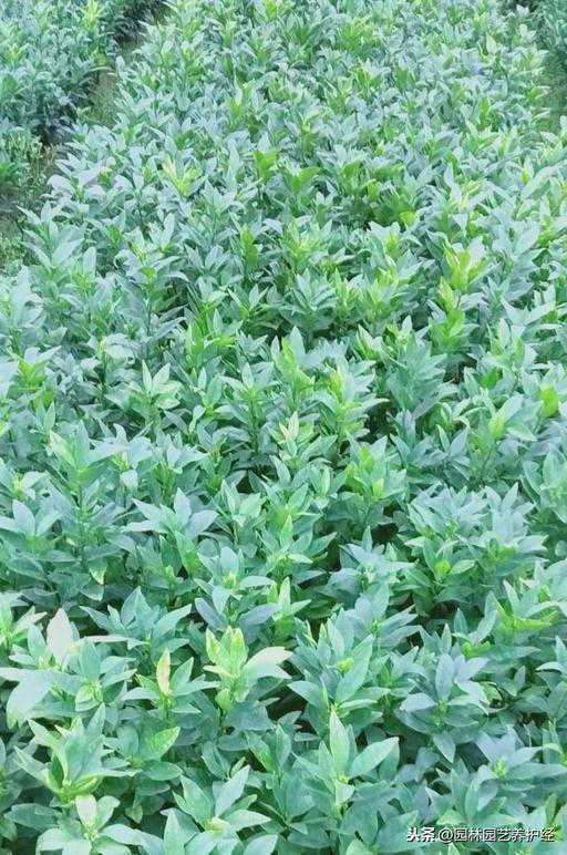 根外追肥有什么优点？