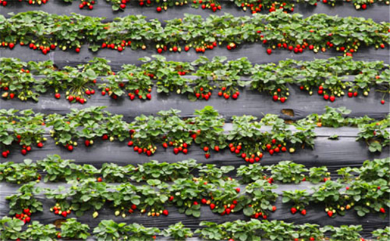 温室草莓种植策略，看完这篇文章，你可以学到你需要学习的一切