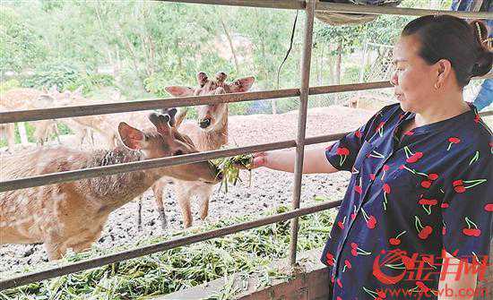 湛江廉江市谷邦村：发展“种养游”迈向振兴路