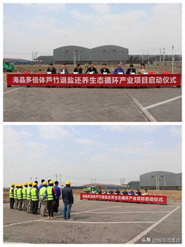 海晶多倍体芦竹退盐还养生态循环产业项目正式启动
