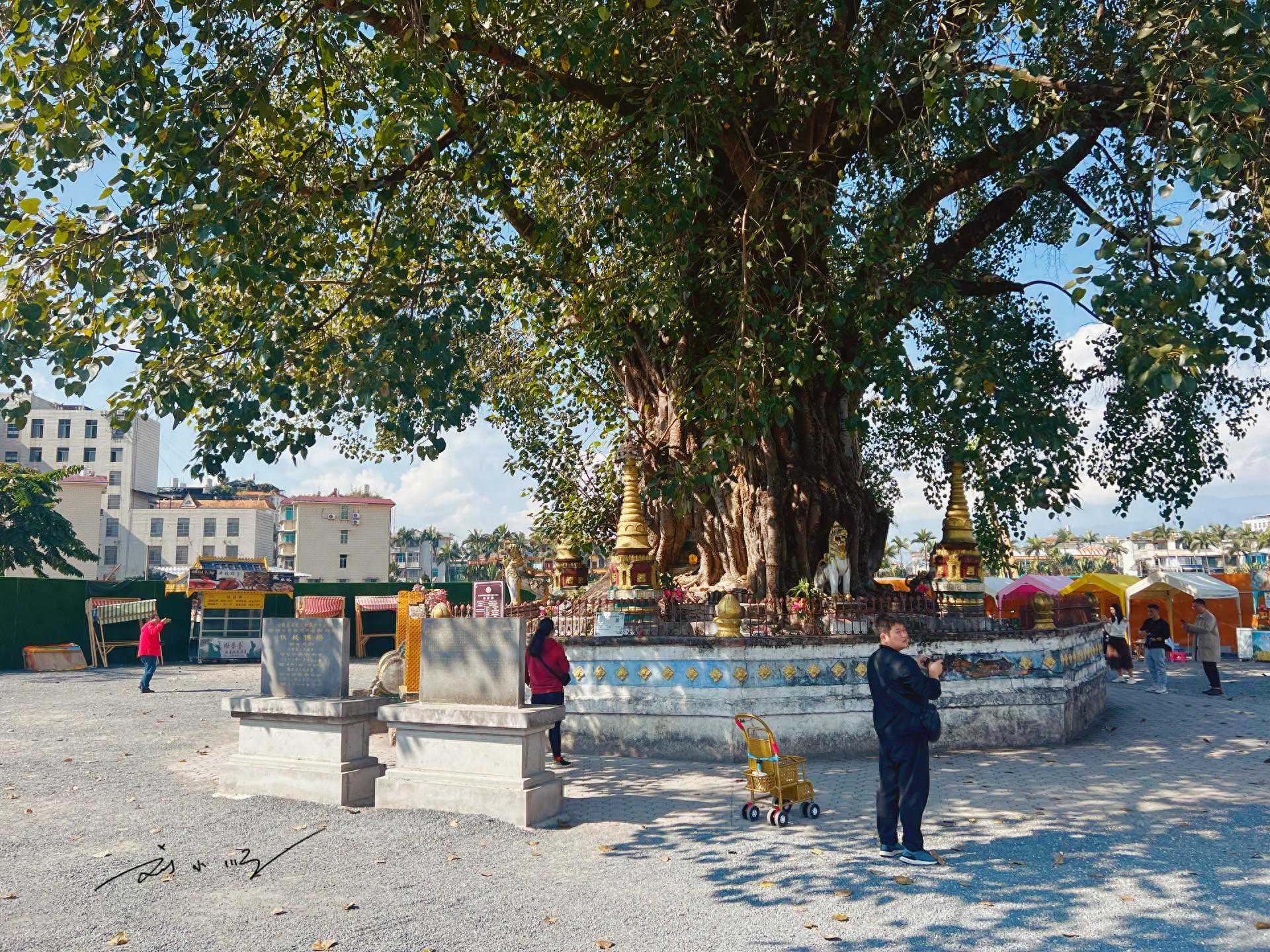 云南芒市有一处“树包塔”奇观，已成网红景点，好多游客慕名而来