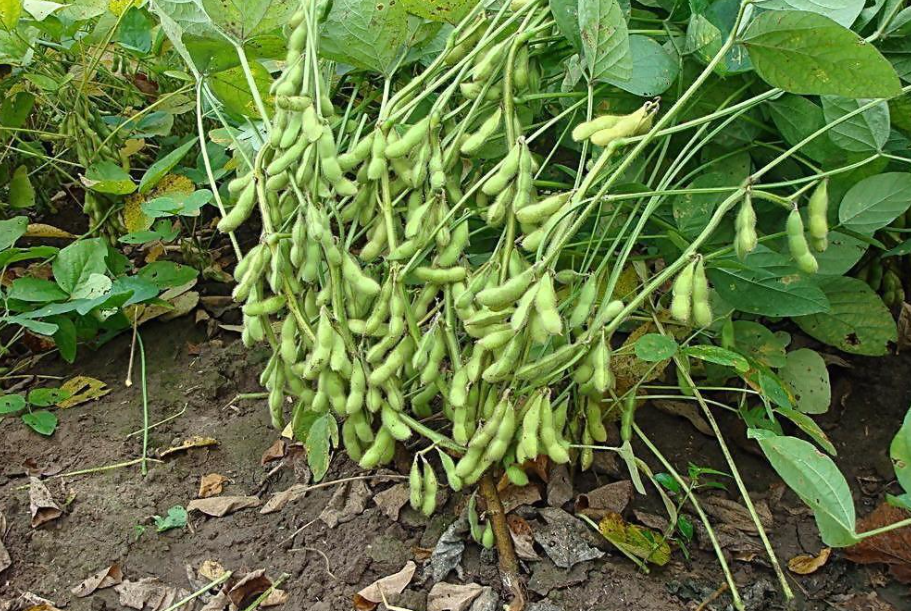 大豆花荚期抓好“一控、一补”两管理，花多、荚多能增产