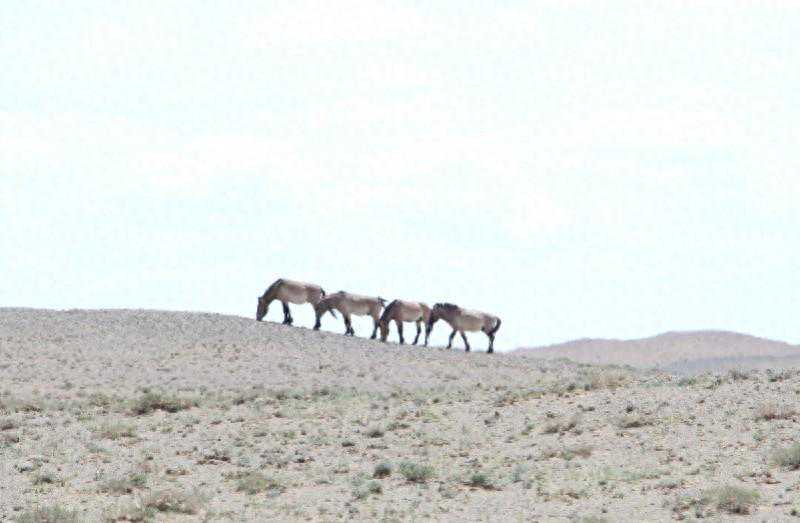 普氏野马首次自然放归，原产中国进化六千万年，全球仅两千只