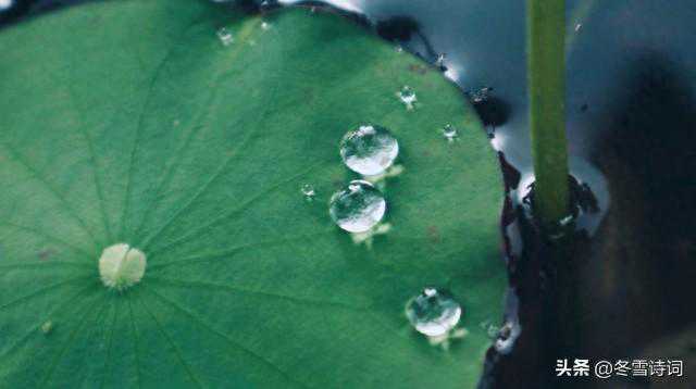 「挑战你的文学功底」上联“露滴荷叶珠如玉”，评论区等你赐墨！