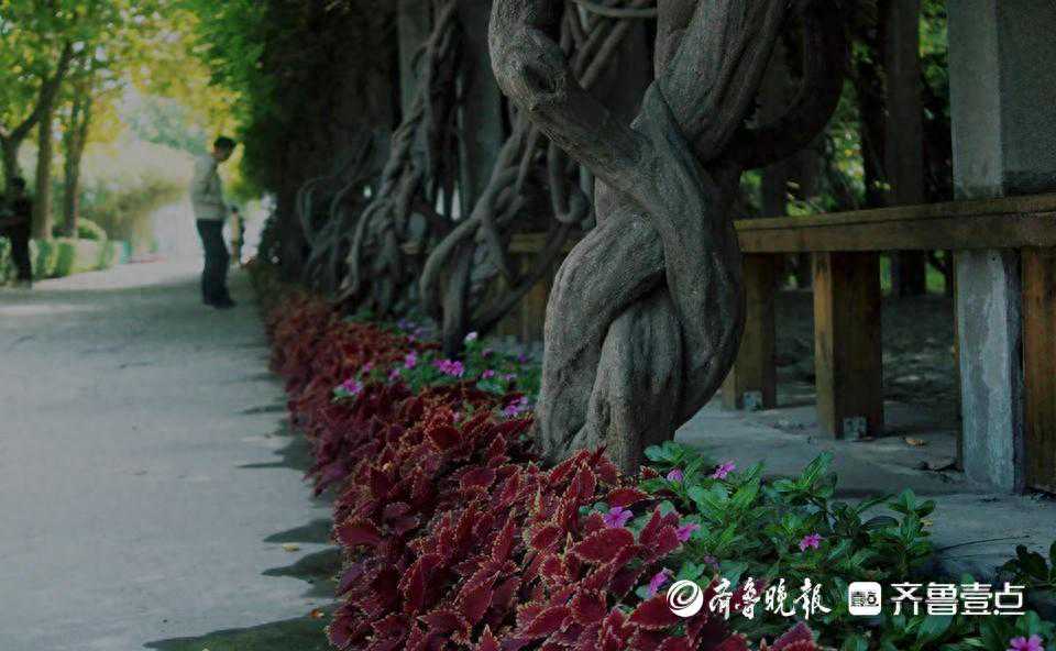 寻找山东最美大学|山东外事职业大学毛雅萱：《校园一角》