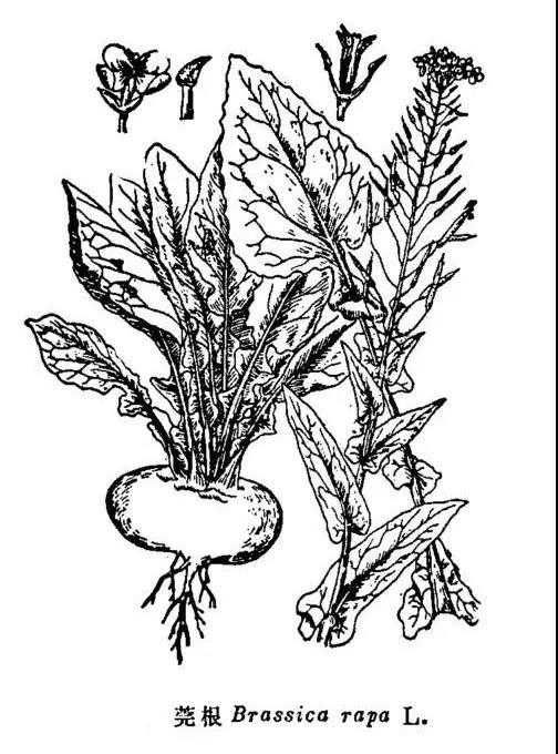 「科普」实验室里的西藏妞玛是什么样的？