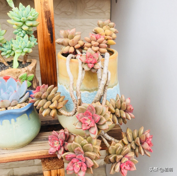 姬胧月一直露养，不露养不知道，露养后才知道姬胧月可以这么美