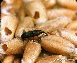 农村粮仓干燥，“麦牛”是怎么生出来的，难道它一生都不喝水吗？