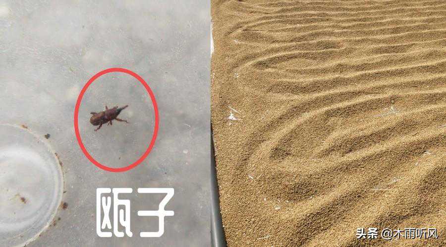 如何预防粮食里面的“麦牛”，存粮食前要好好的，为啥就有了虫？